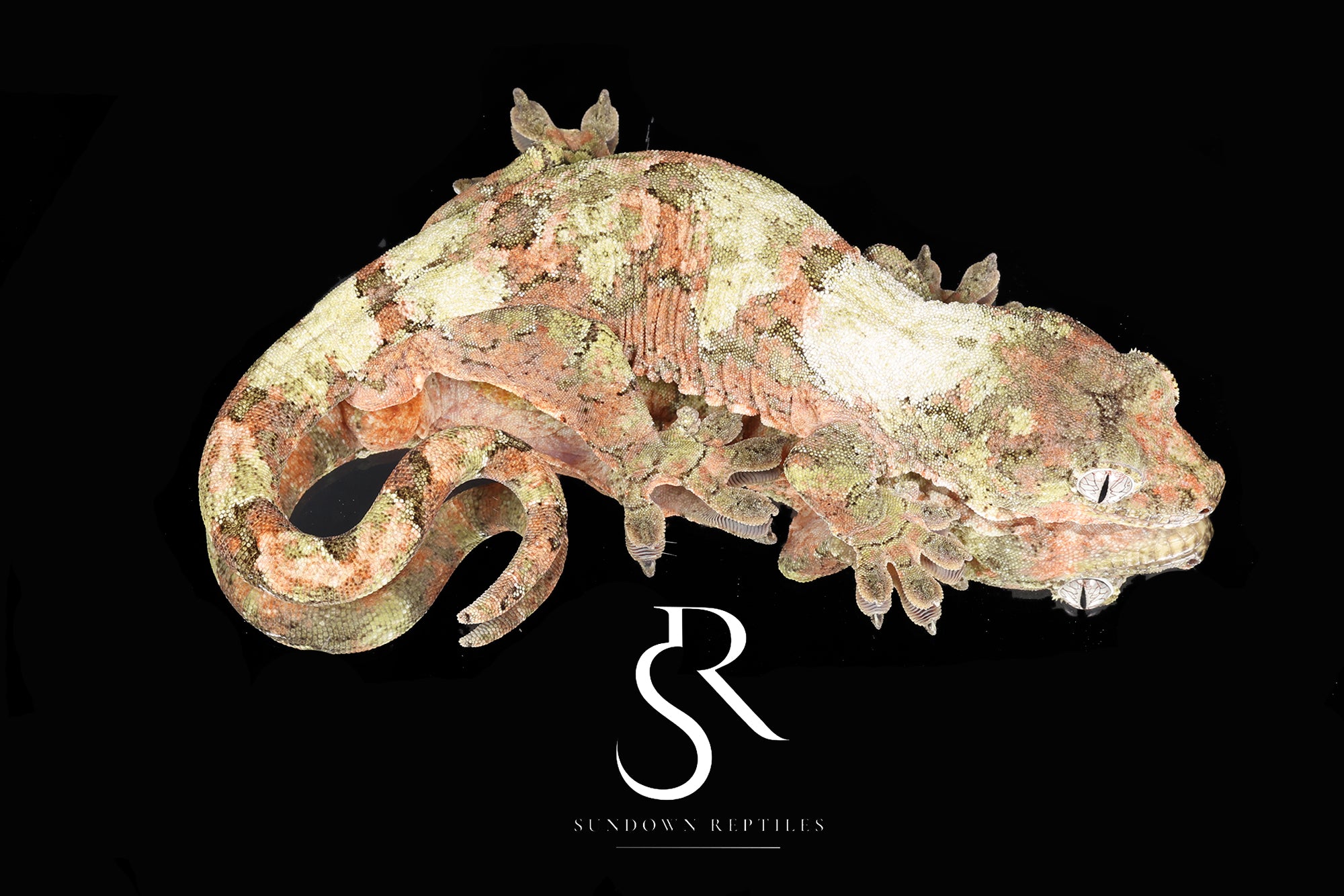 Pine Island Chahoua - Male (Mega Man x Sun Bonnet ) MC2025-30 - Sundown Reptiles