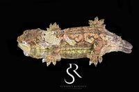 Pine Island Chahoua - Male (Mega Man x Sun Bonnet ) MC2025-30 - Sundown Reptiles