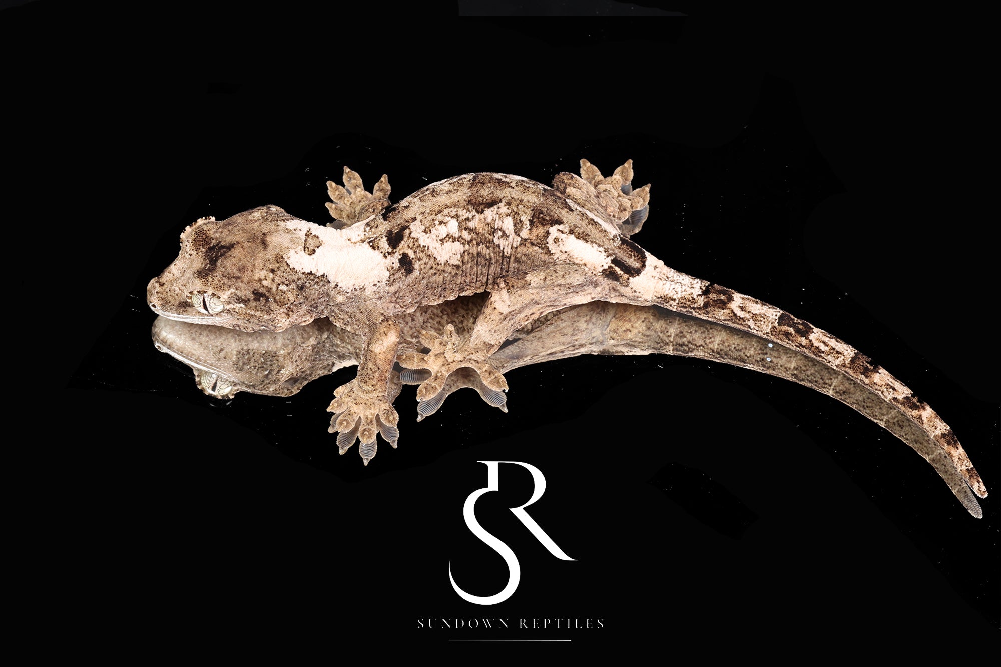 MC2025-29 Unsexed PI M. Chahoua - (Aphrodite x Pinnacle)