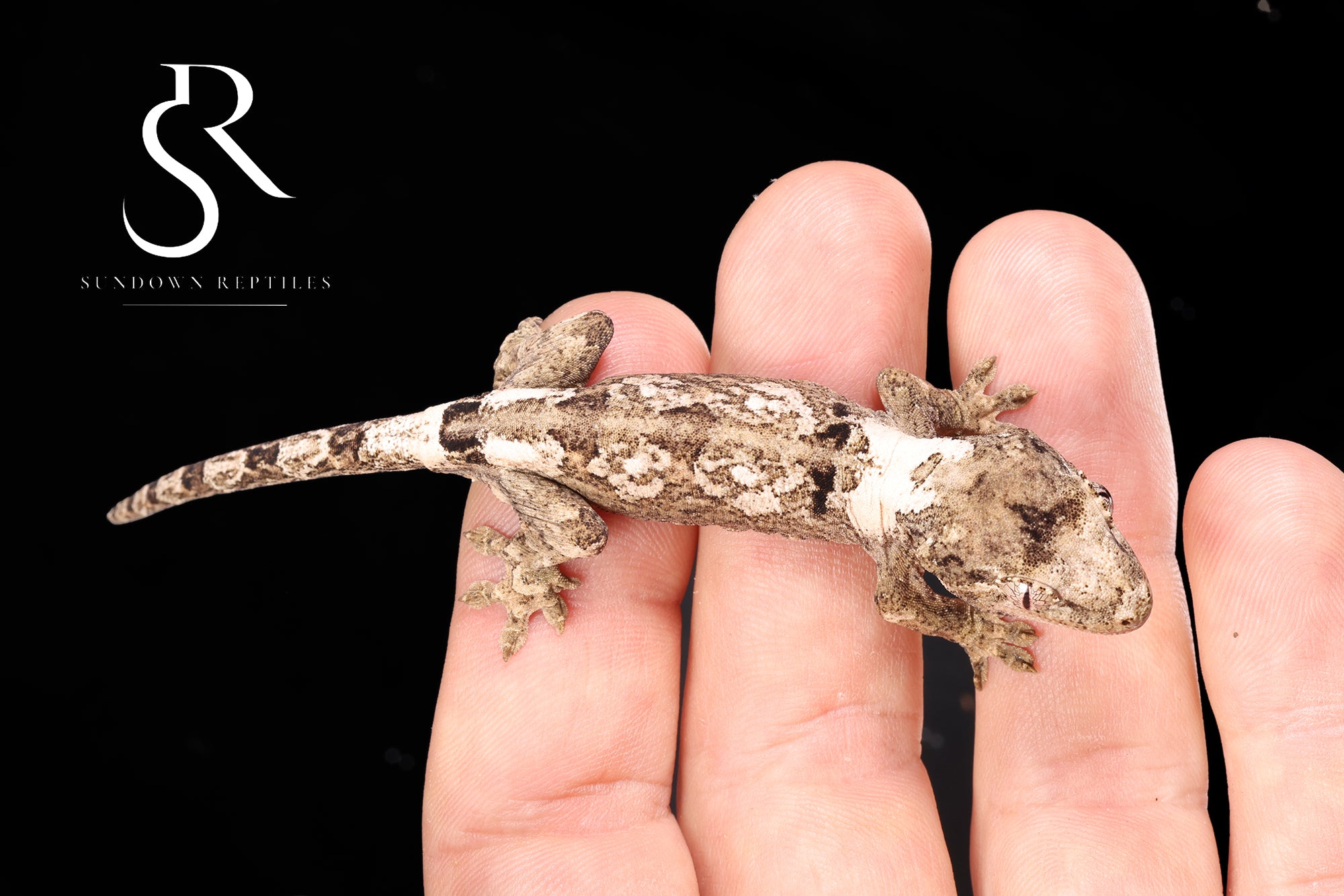 MC2025-29 Unsexed PI M. Chahoua - (Aphrodite x Pinnacle)