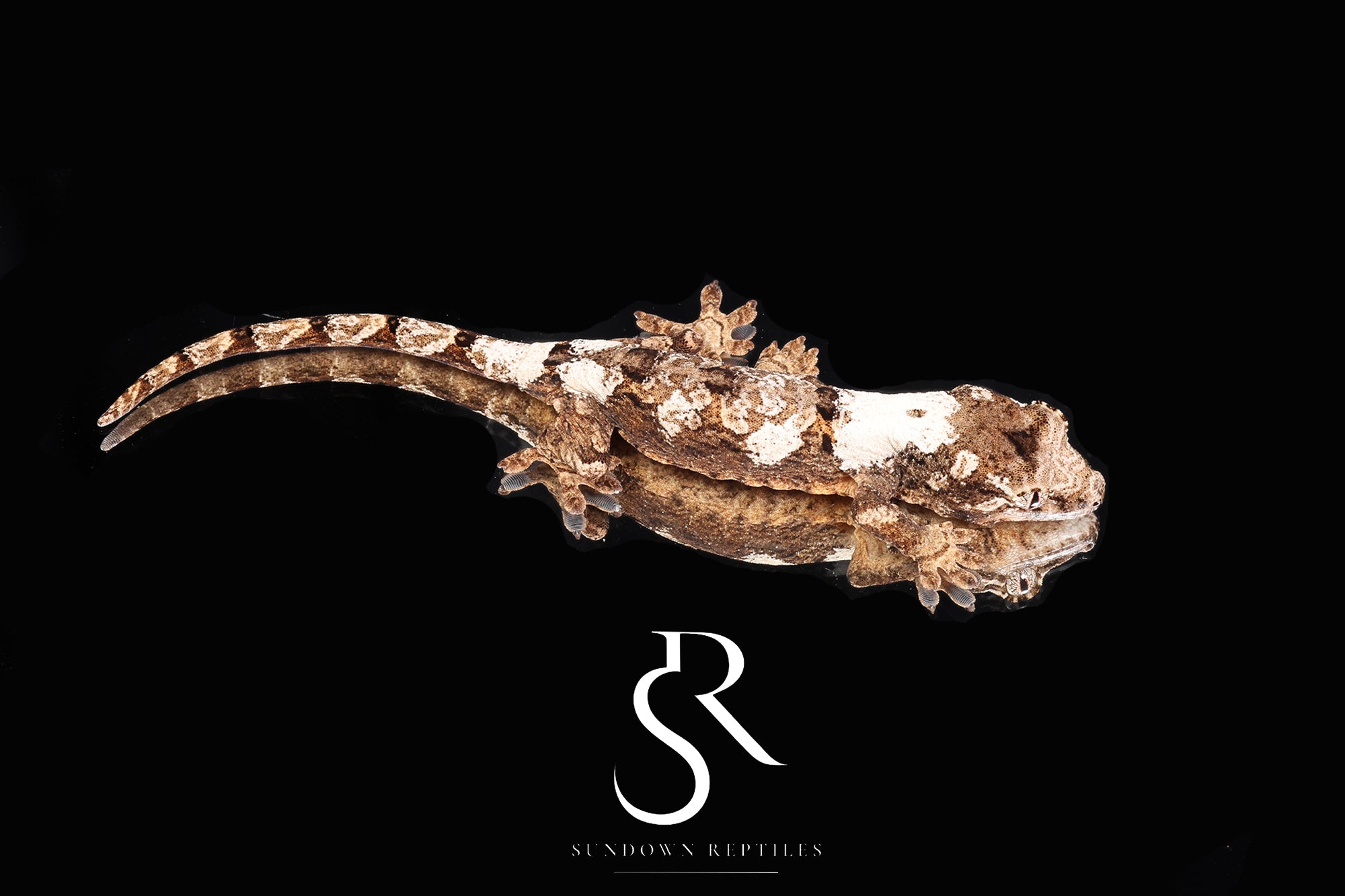 MC2025-20 Unsexed High White PI M. Chahoua - (Feliz x Jimmy Butler)