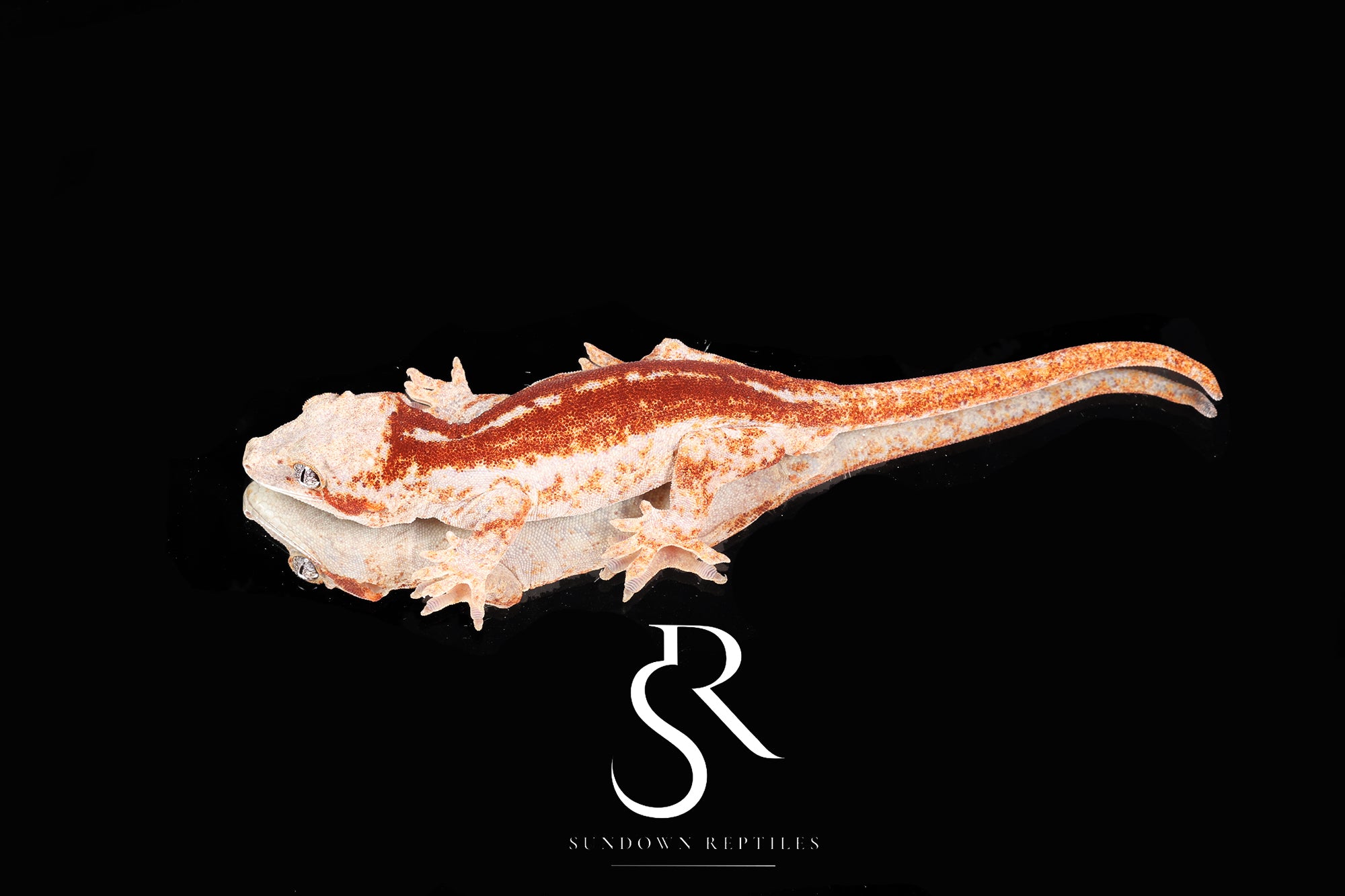 RA9 Male Red Stripe - (RS x JM1)