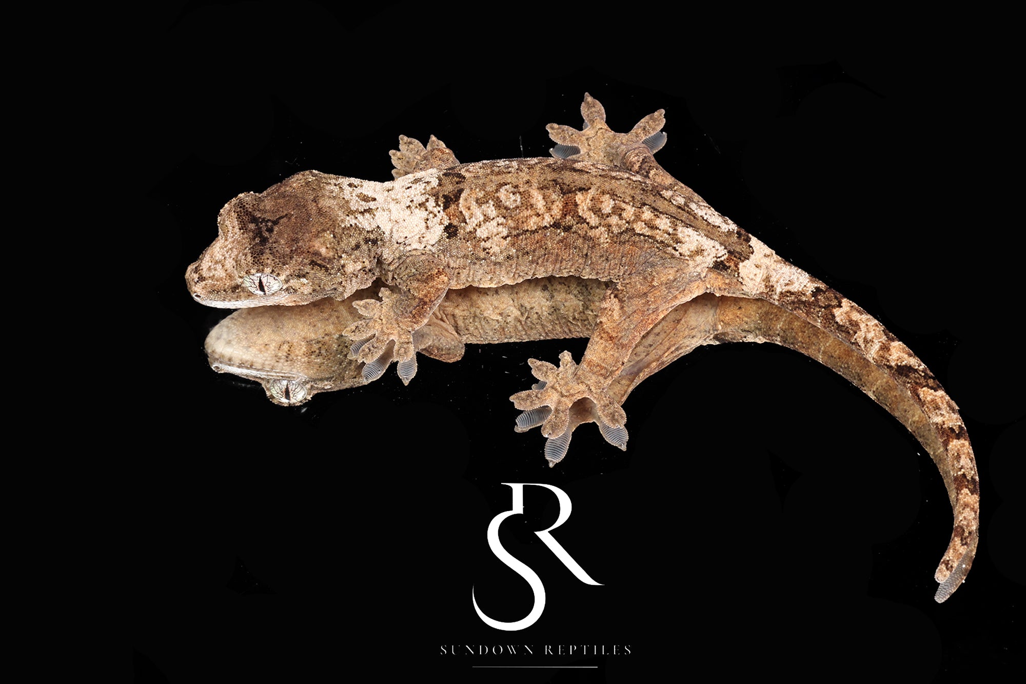 MC2025-22 Unsexed High White PI M. Chahoua - (Mega Man x Sun Bonnet )