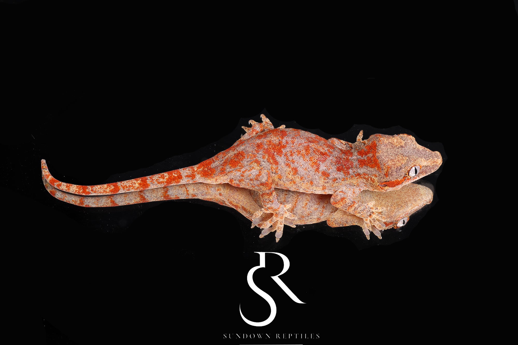 RA2025-7 Unsexed Super blotch- (Zip)