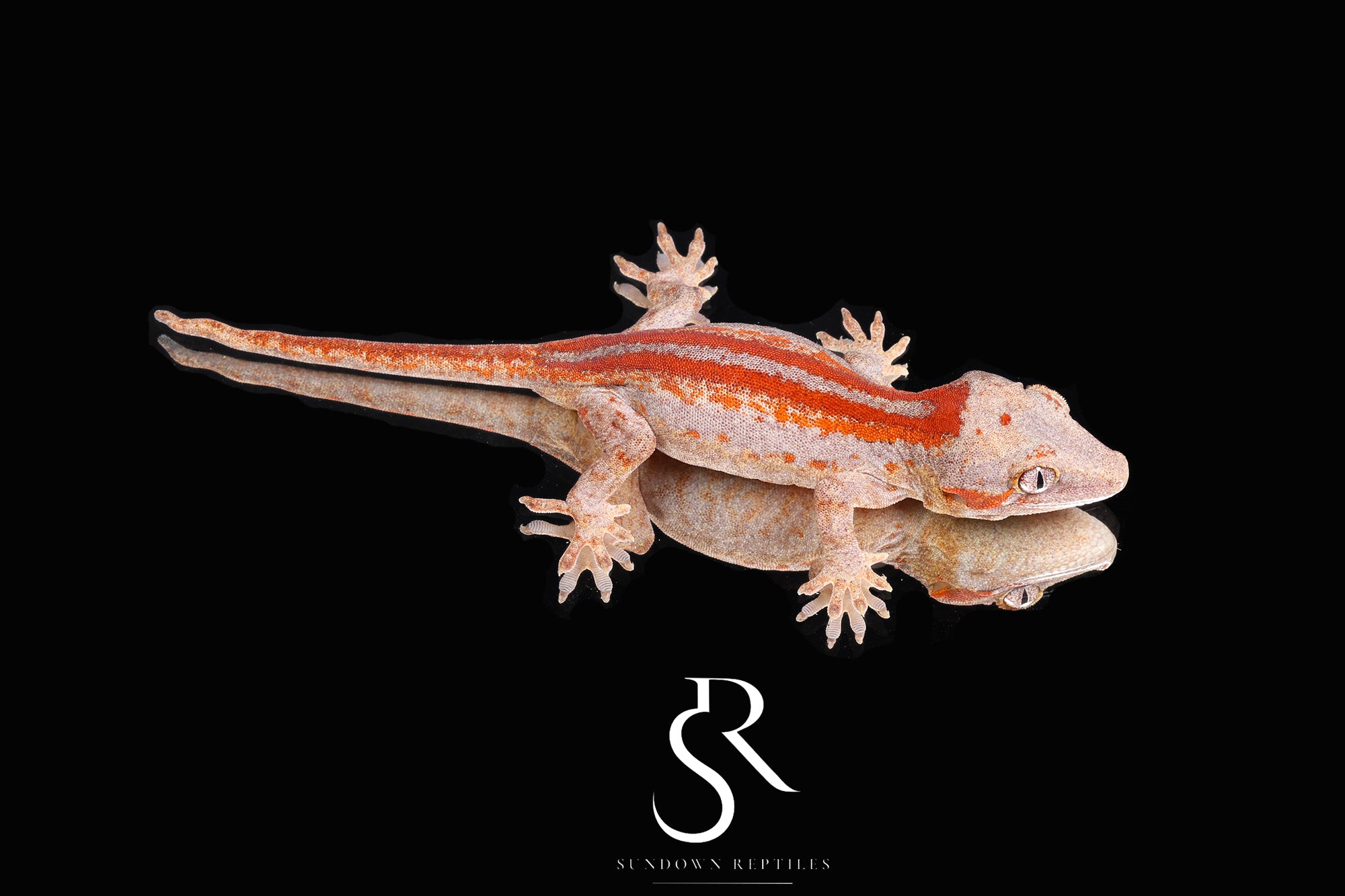 RA2025-9 Unsexed Stripe (Spark x Rocco Red)