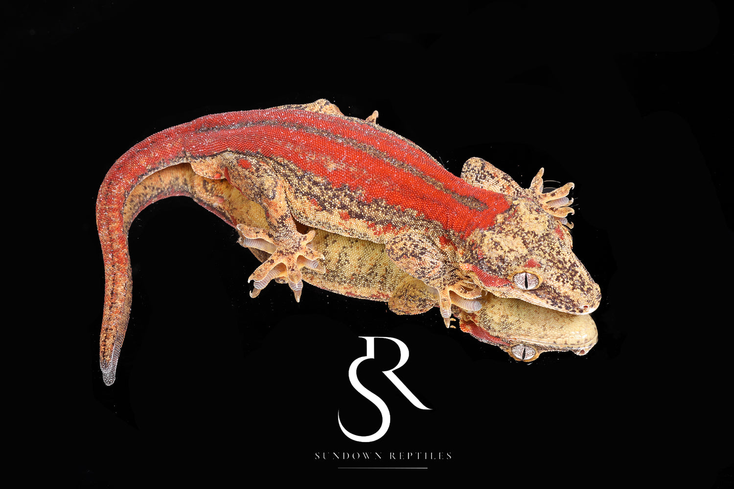 Spark - Sundown Reptiles