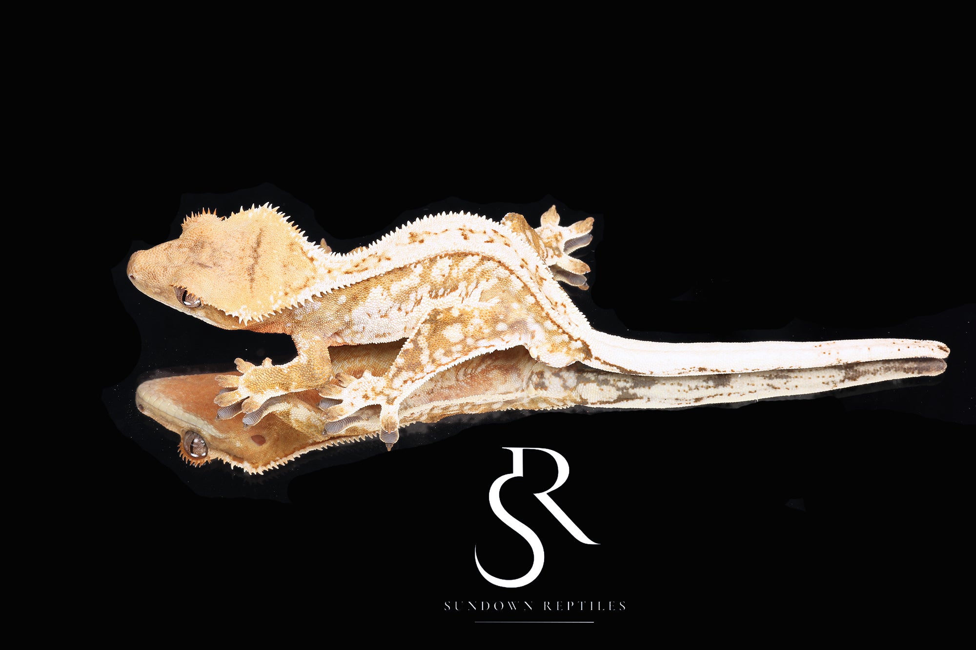 Crested Gecko - High White Creamsicle Male (Bane de Soilel x Fiasco/Nirvana) CC29