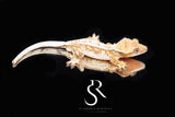 Crested Gecko - High White Creamsicle Male (Bane de Soilel x Fiasco/Nirvana) CC29