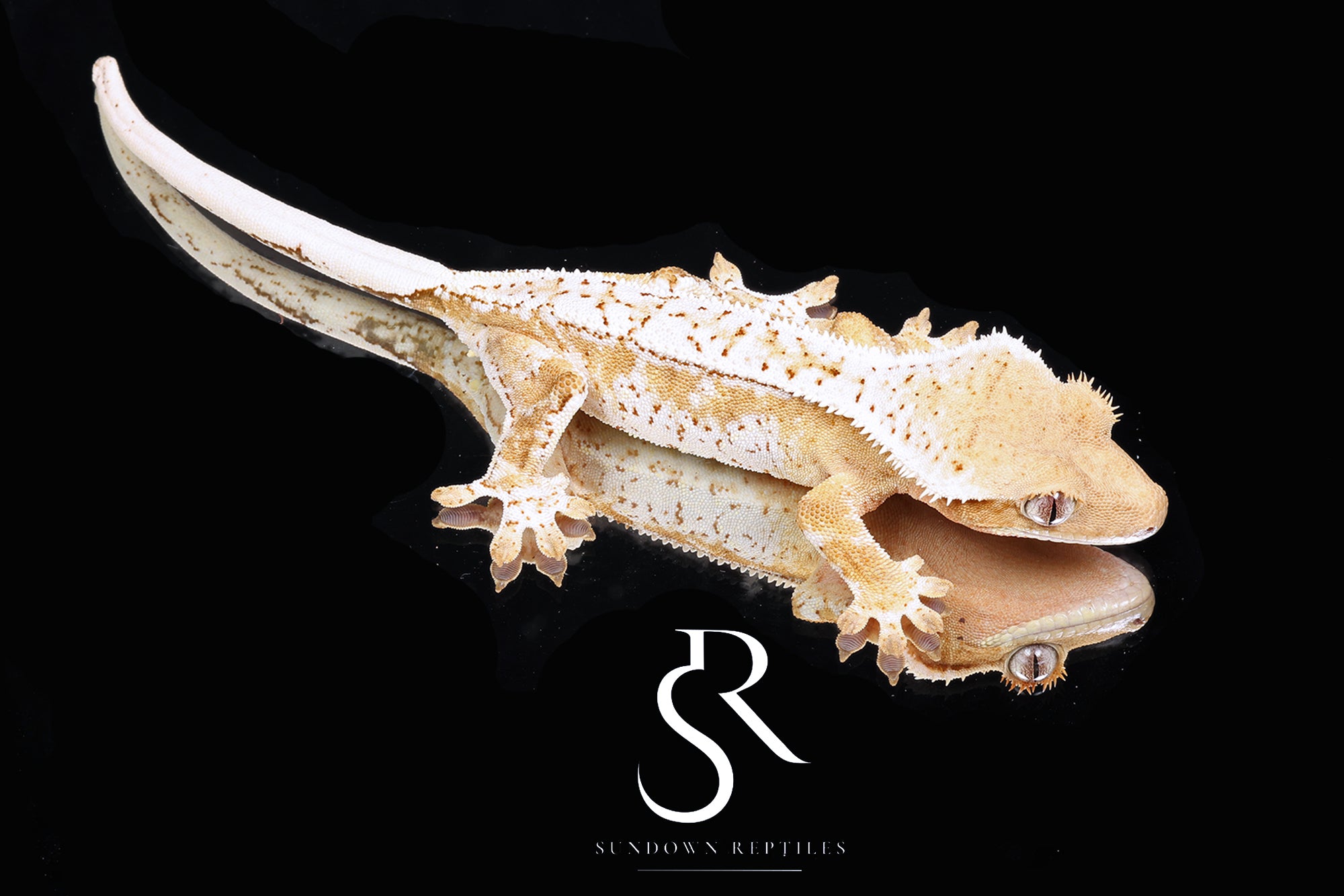 CC4 Drippy Creamsicle female -  (Julix x Gravy)