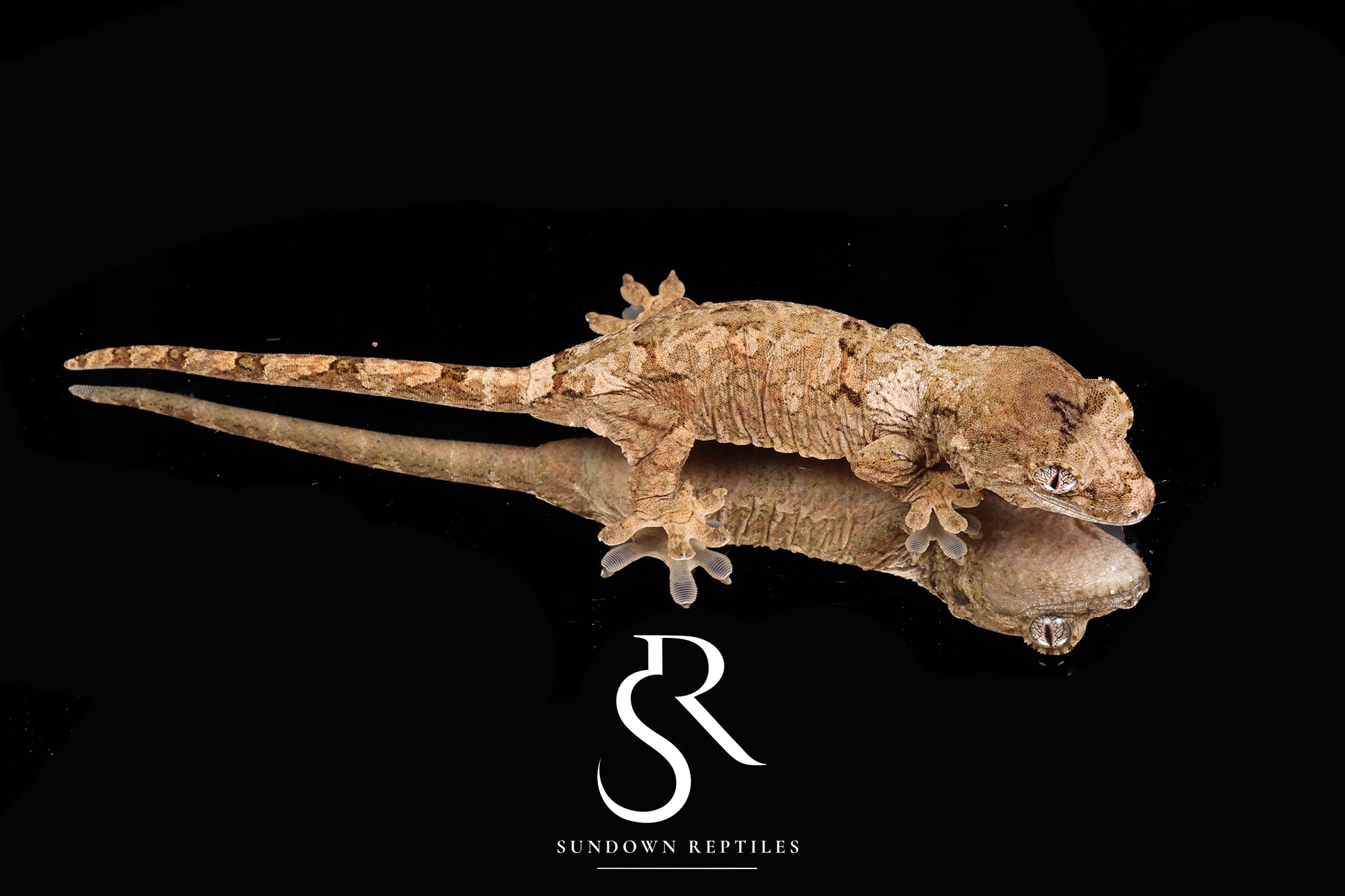 MC2025-23 Unsexed PI M. Chahoua - (Bliss x Lark)