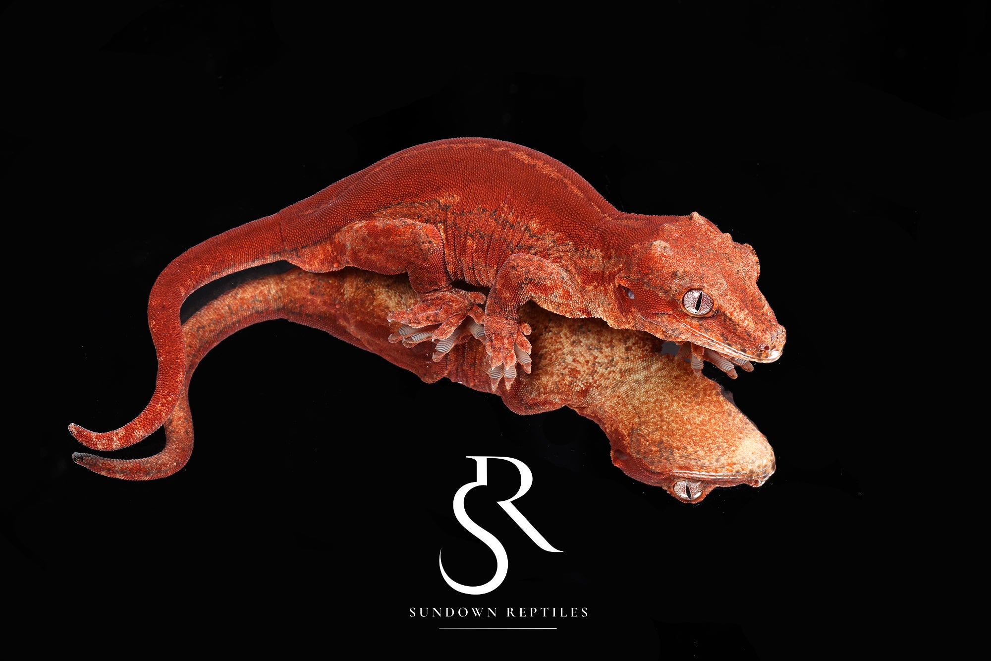 Male Red Stripe Gargoyle Gecko - Pumpkin x PM1
