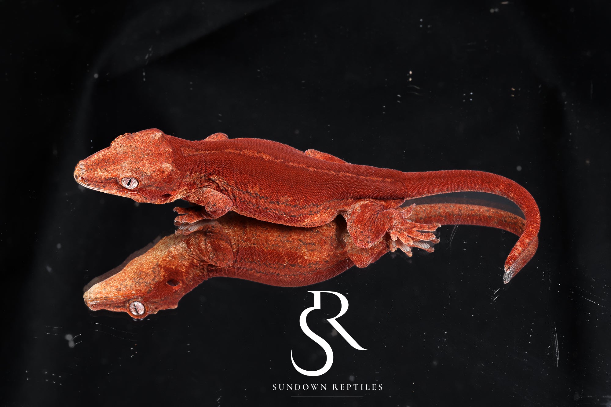Male Red Stripe Gargoyle Gecko - Pumpkin x PM1