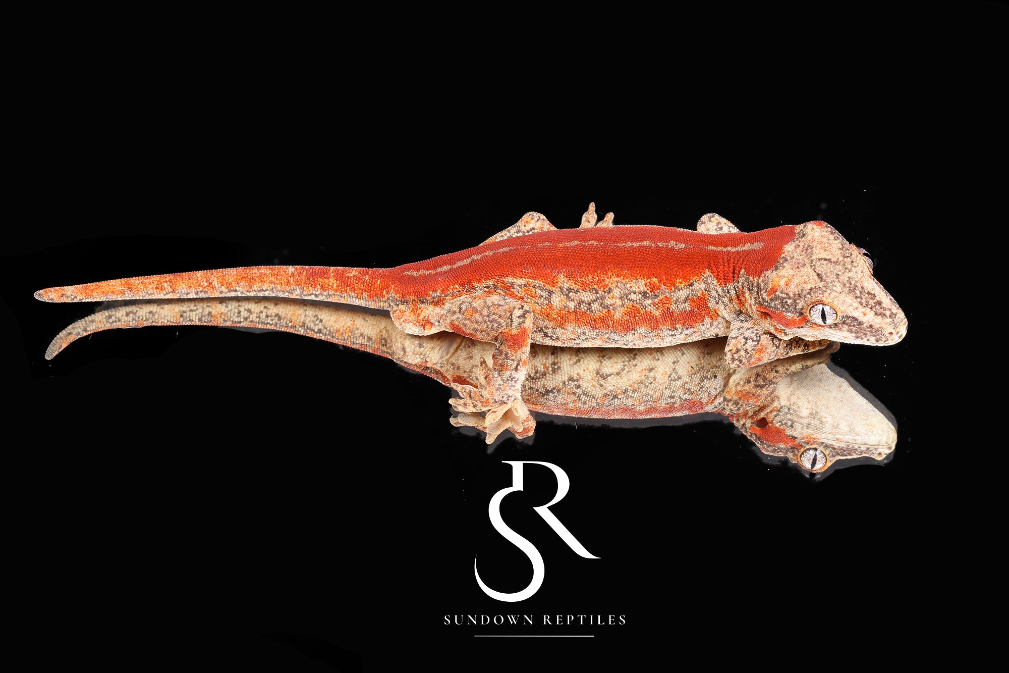 RA49 Male Red Stripe Gargoyle Gecko  - Moonbow x Jam