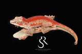 RA49 Male Red Stripe Gargoyle Gecko  - Moonbow x Jam