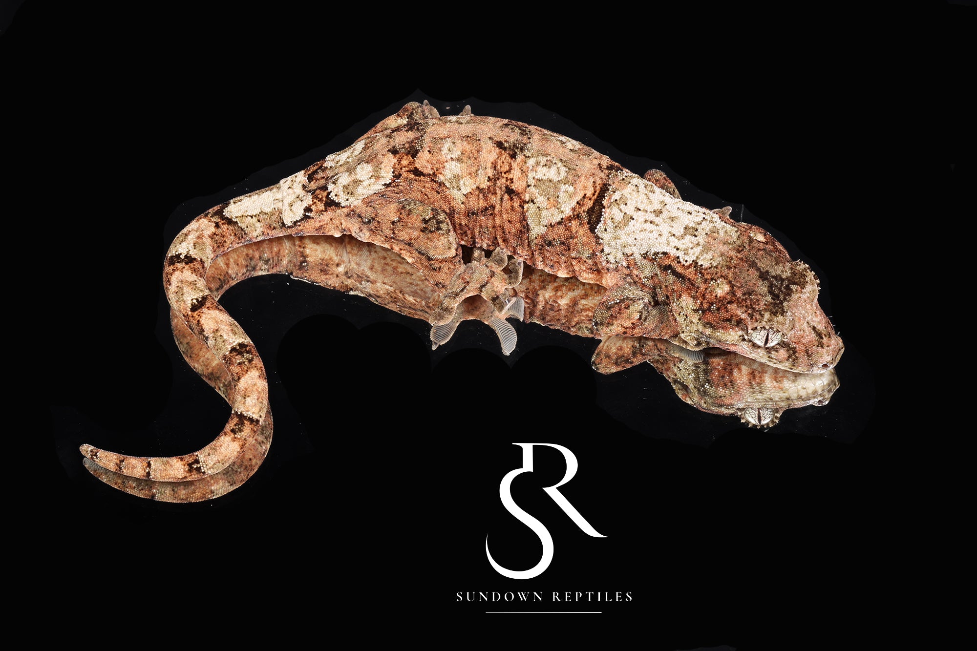 MC20 Male PI M. chahoua - (Sahara x MMM)