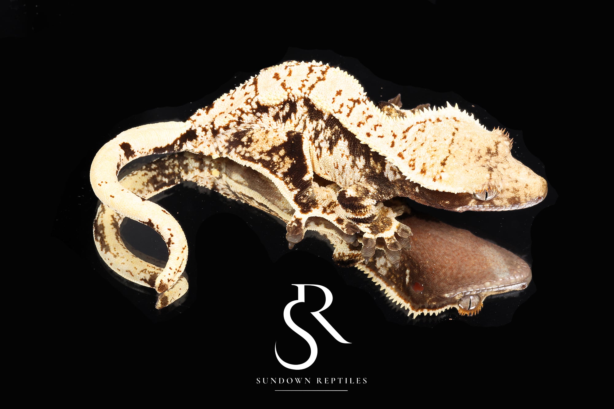 Crested Gecko - Female Unique Extreme Harley (Namibia x Jigsaw) CC14