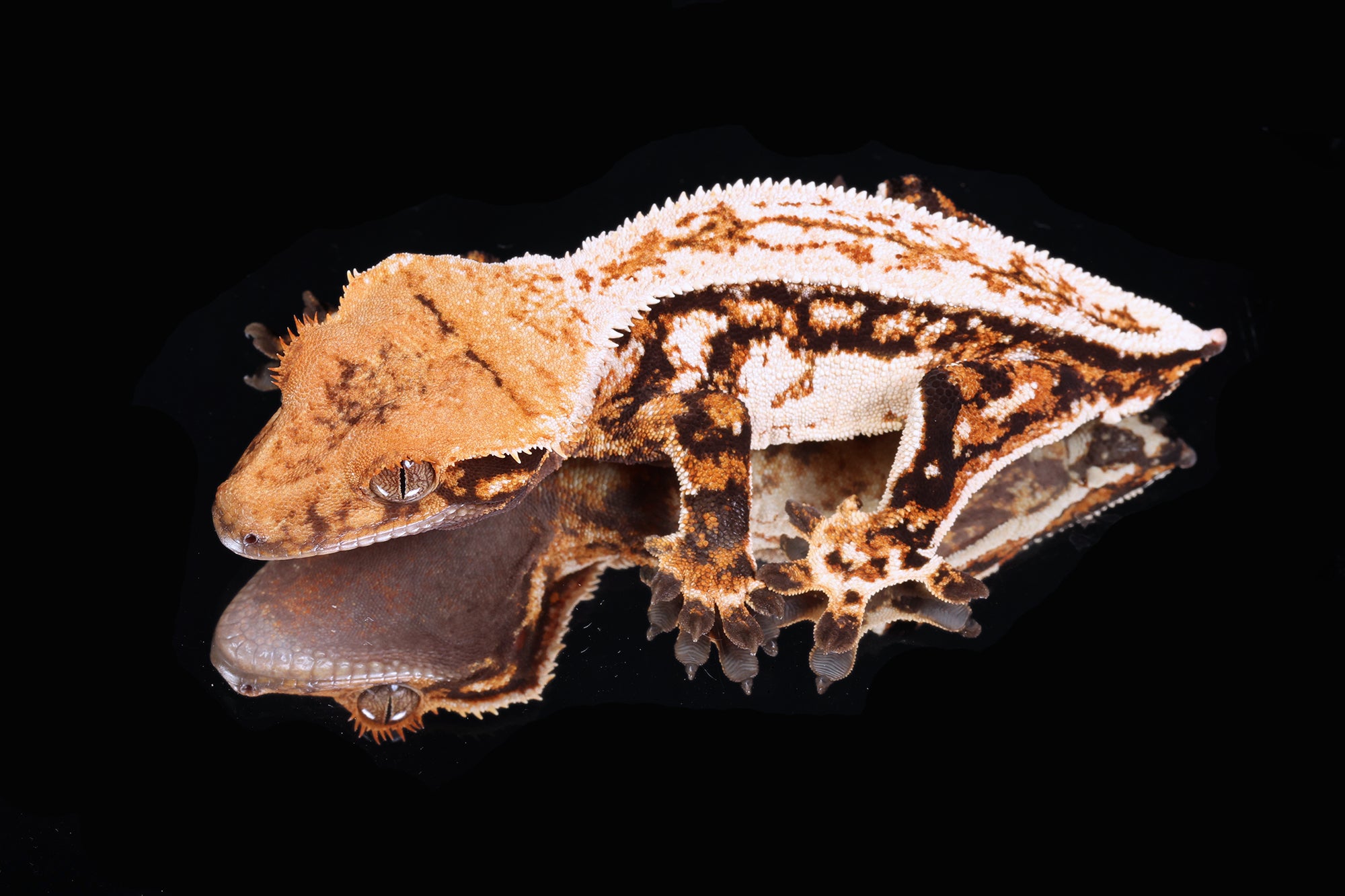 Crested Gecko- Tricolor male (Emily Burke's Midsommar x Mucha)