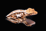 Crested Gecko- Tricolor male (Emily Burke's Midsommar x Mucha)