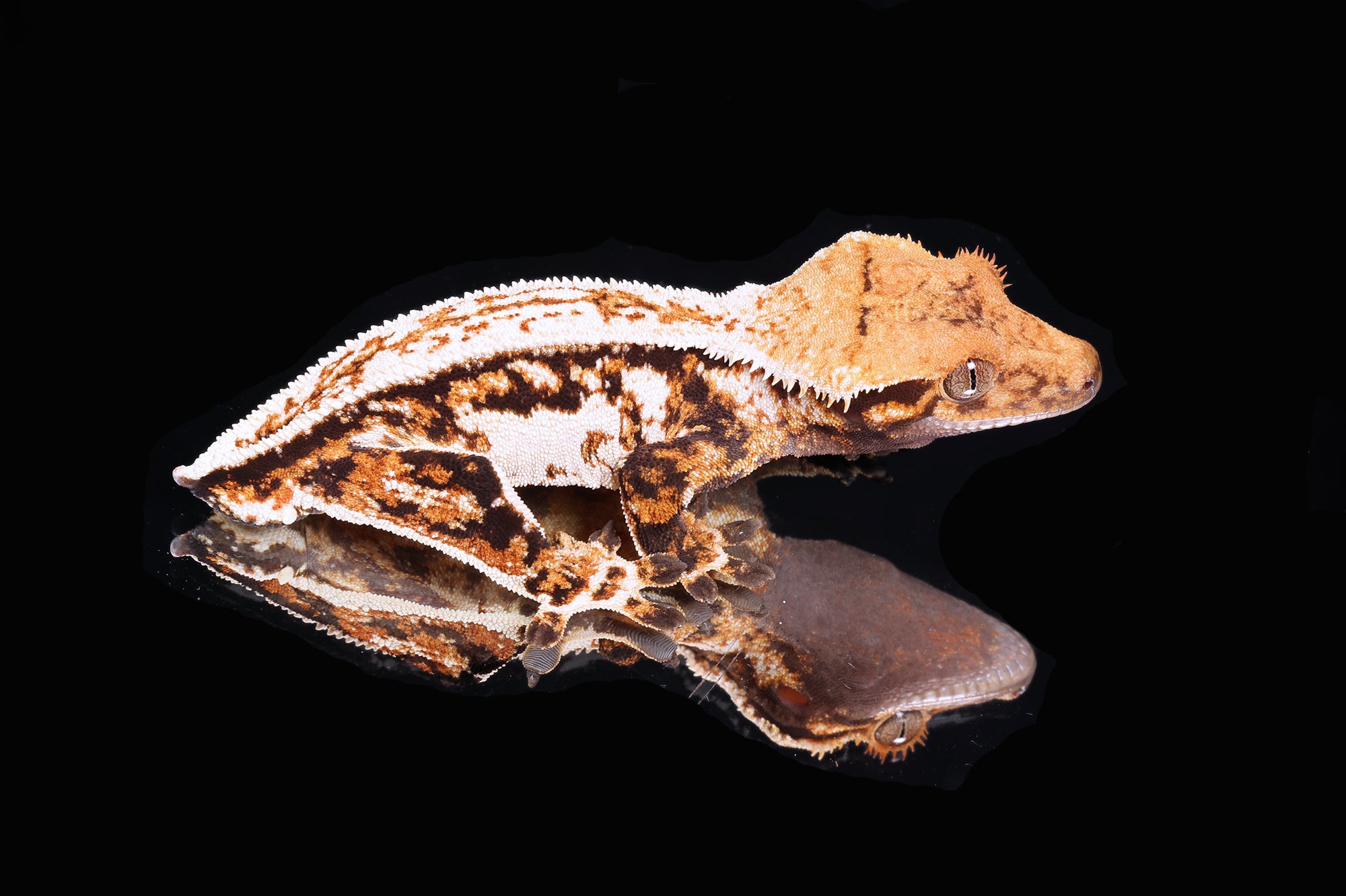 Crested Gecko- Tricolor male (Emily Burke's Midsommar x Mucha)