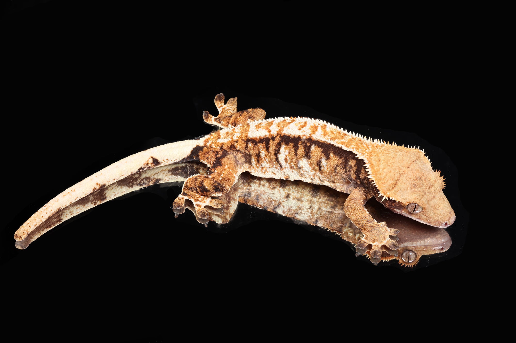 Crested Gecko -Bonfire RTB Proven Female (Baller x Pandemic) CC56