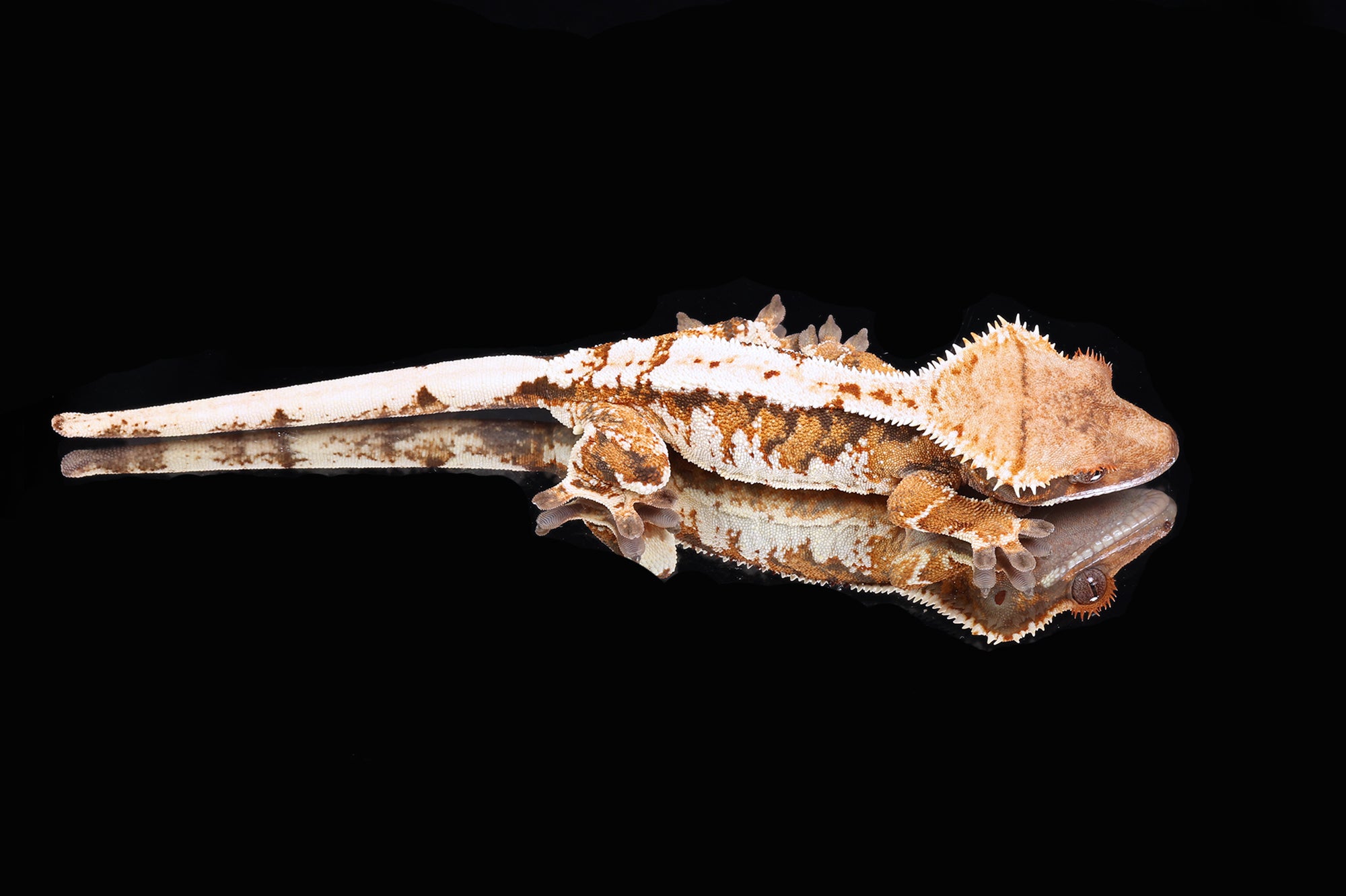 Crested Gecko - Male Tricolor (Emily Burke's Jobu Tupaki x Brewdog)