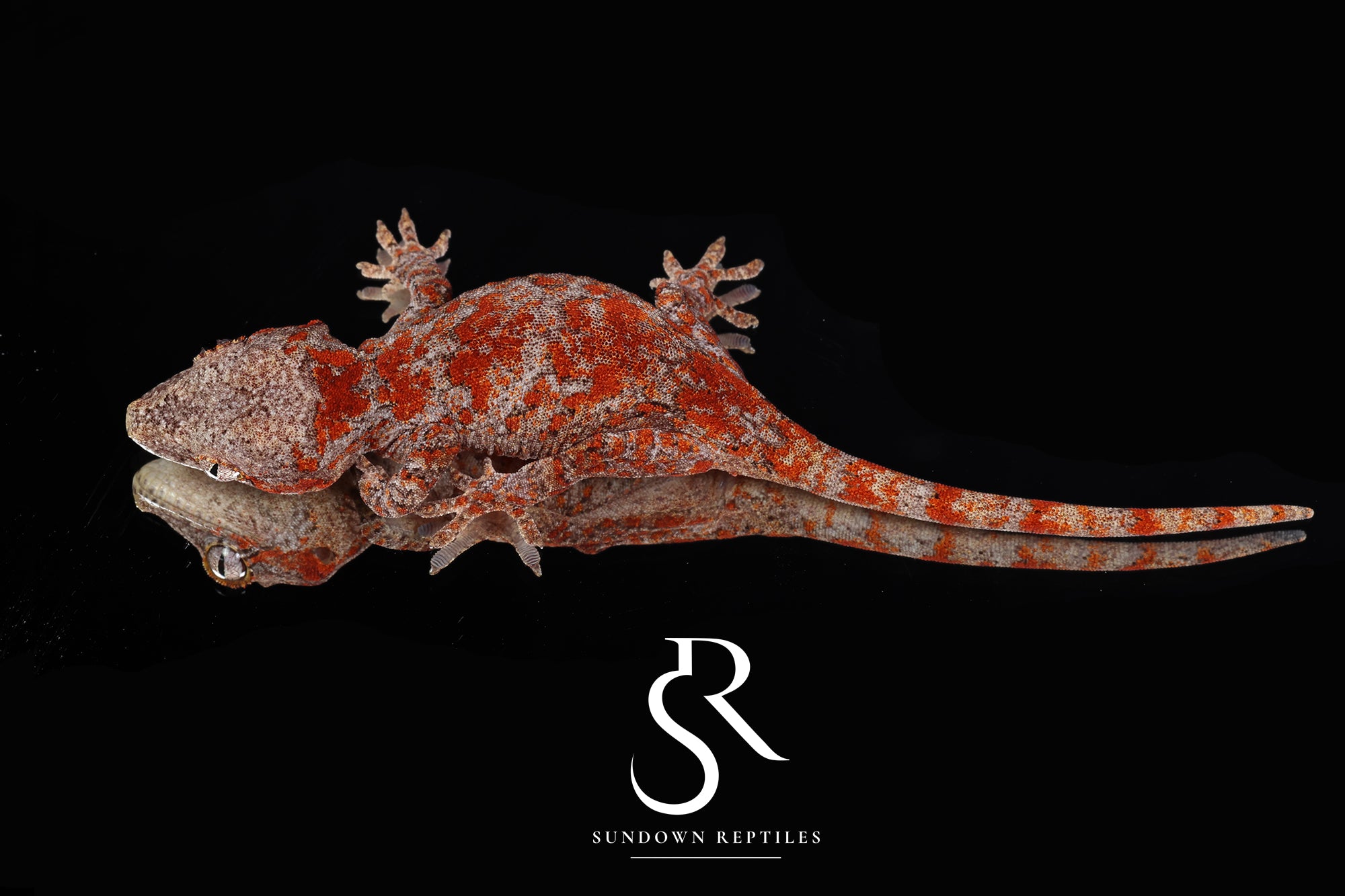 RA2025-12 Female Super Blotch - (Desire x Tigra)