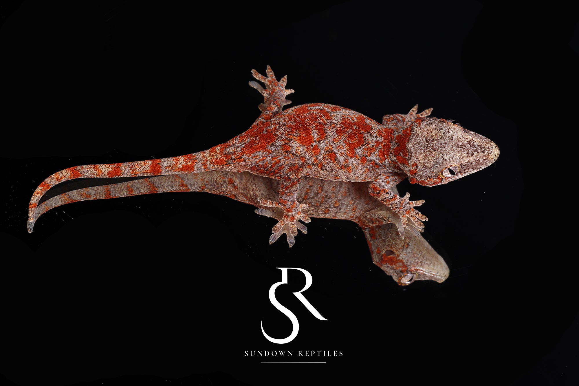 RA2025-12 Female Super Blotch - (Desire x Tigra)