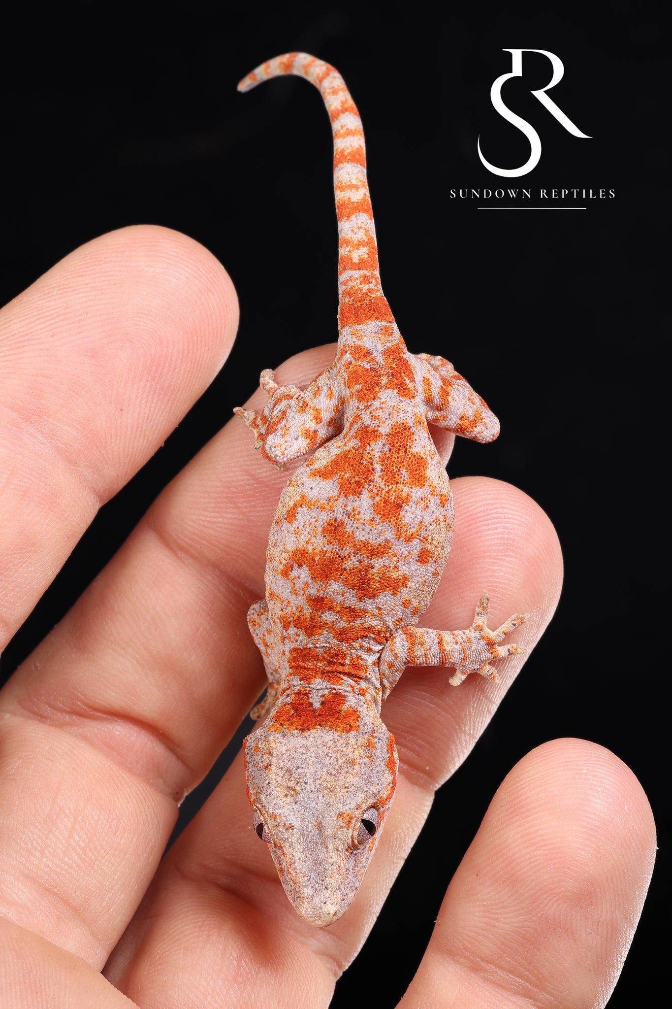 RA2025-13 Unsexed Super-Blotch Skeleton - (Bloody Mary x Dice)