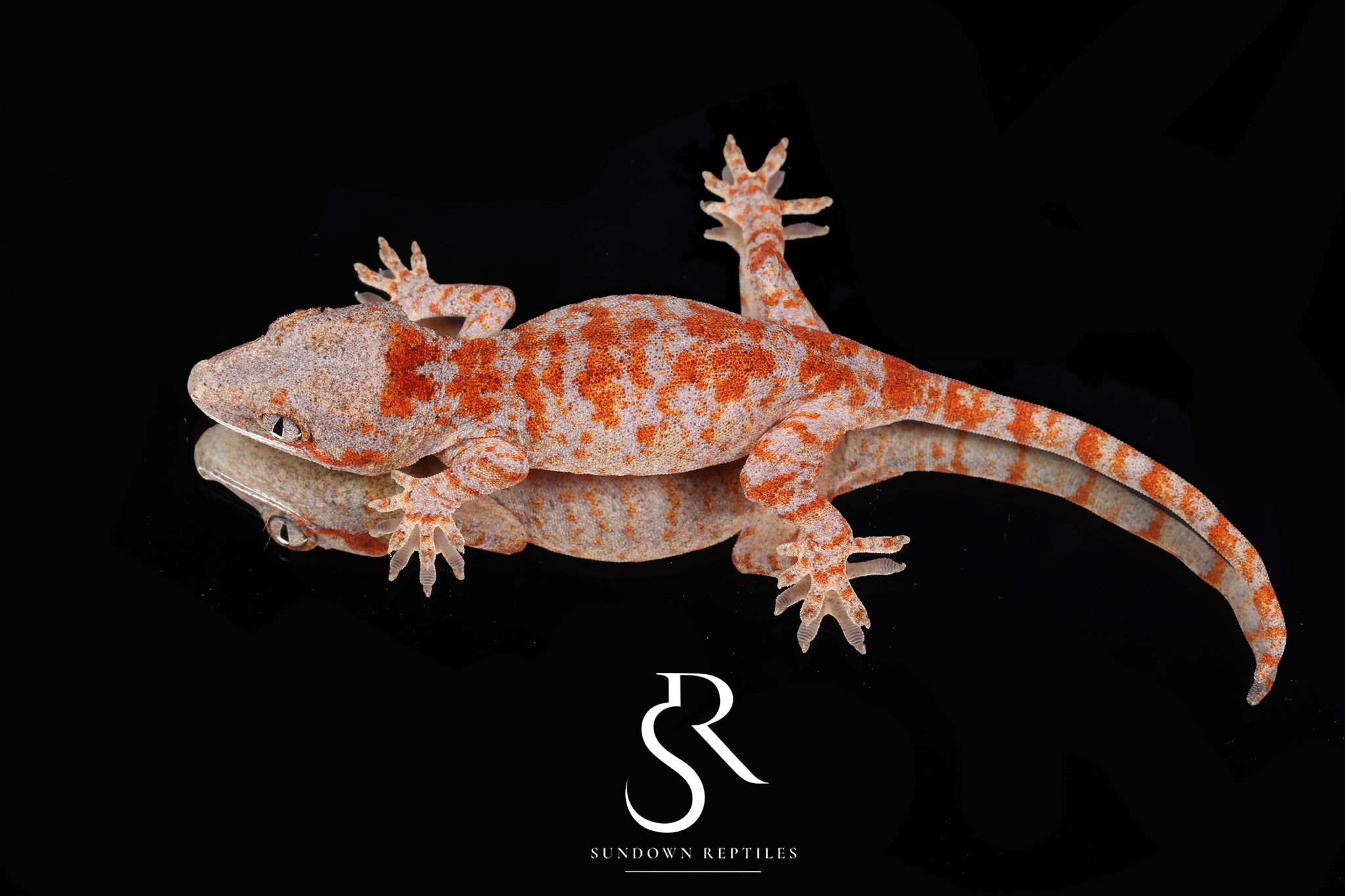 RA2025-13 Unsexed Super-Blotch Skeleton - (Bloody Mary x Dice)