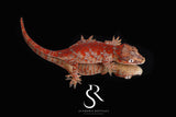 RA2025-14  Female Gargoyle Gecko  (Redbud x X-mas)