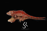 RA2025-14  Female Gargoyle Gecko  (Redbud x X-mas)