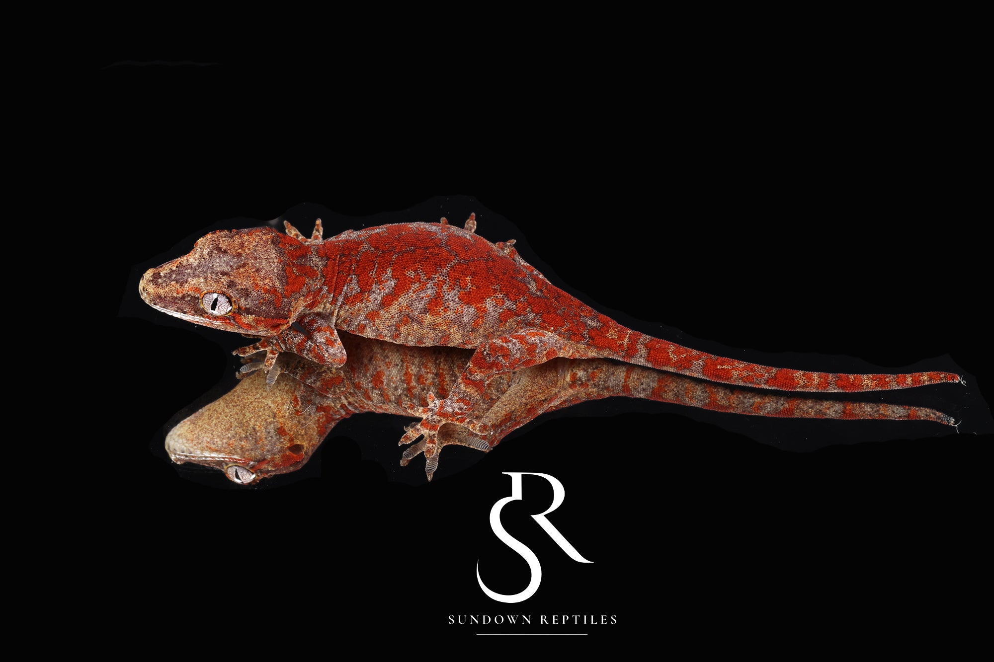 RA2025-14  Female Gargoyle Gecko  (Redbud x X-mas)