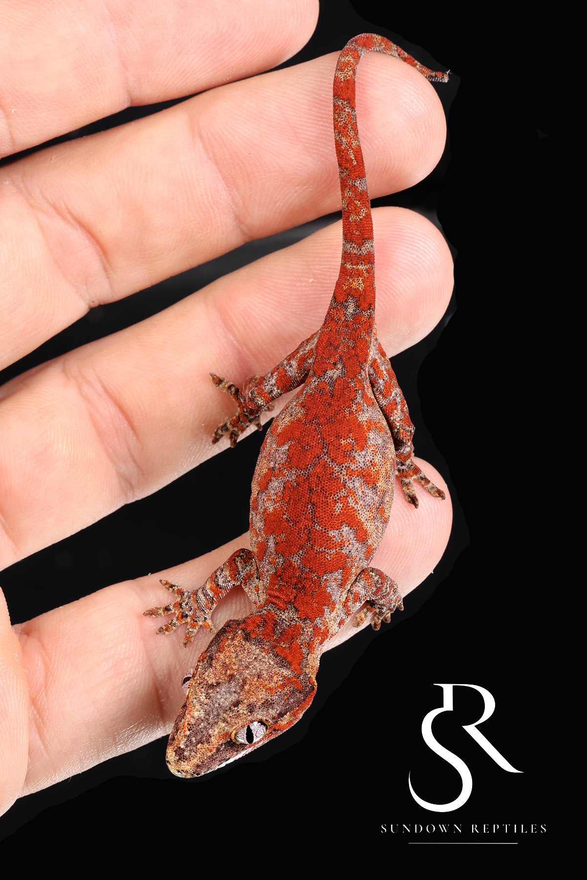 RA2025-14  Female Gargoyle Gecko  (Redbud x X-mas)