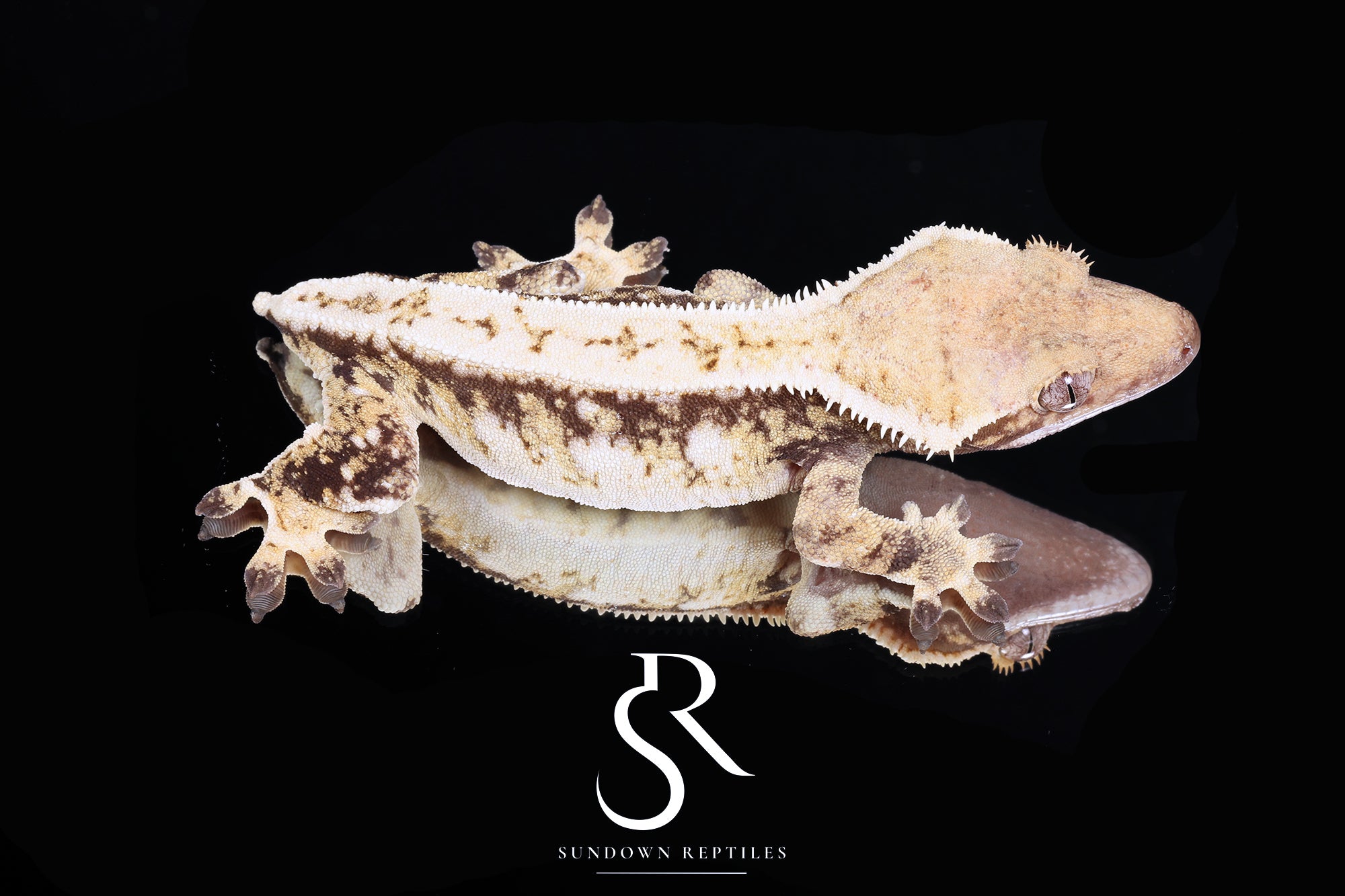 Crested Gecko - RTB Female (Julix x Slick Rick) CC52