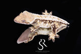 Crested Gecko - RTB Female (Julix x Slick Rick) CC52