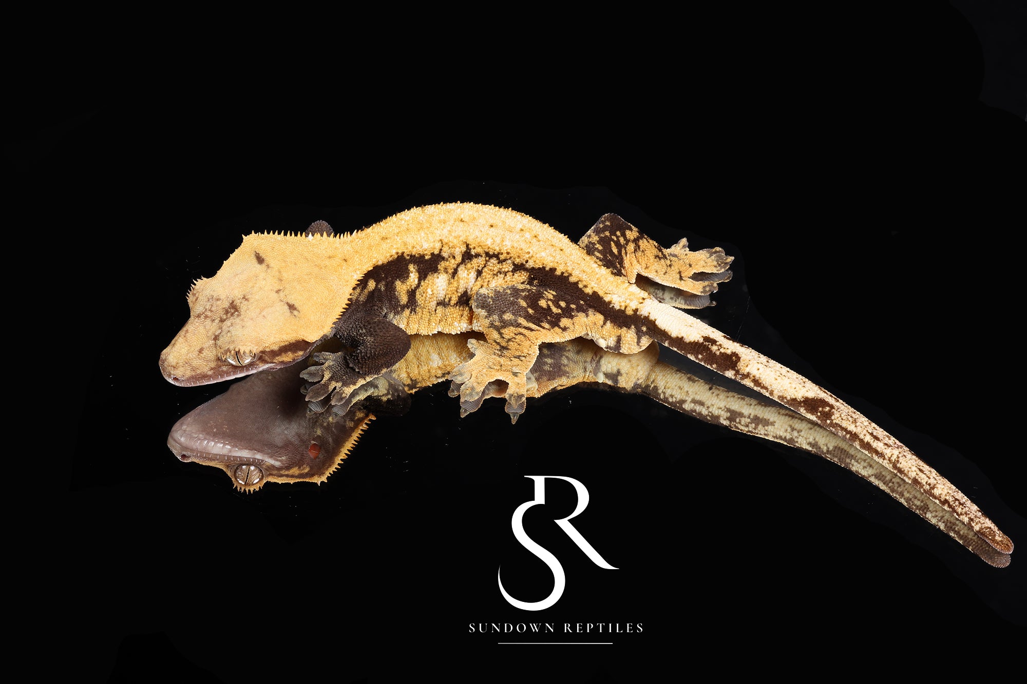 CC53 Male Pixel - Santeelah x Carvucha