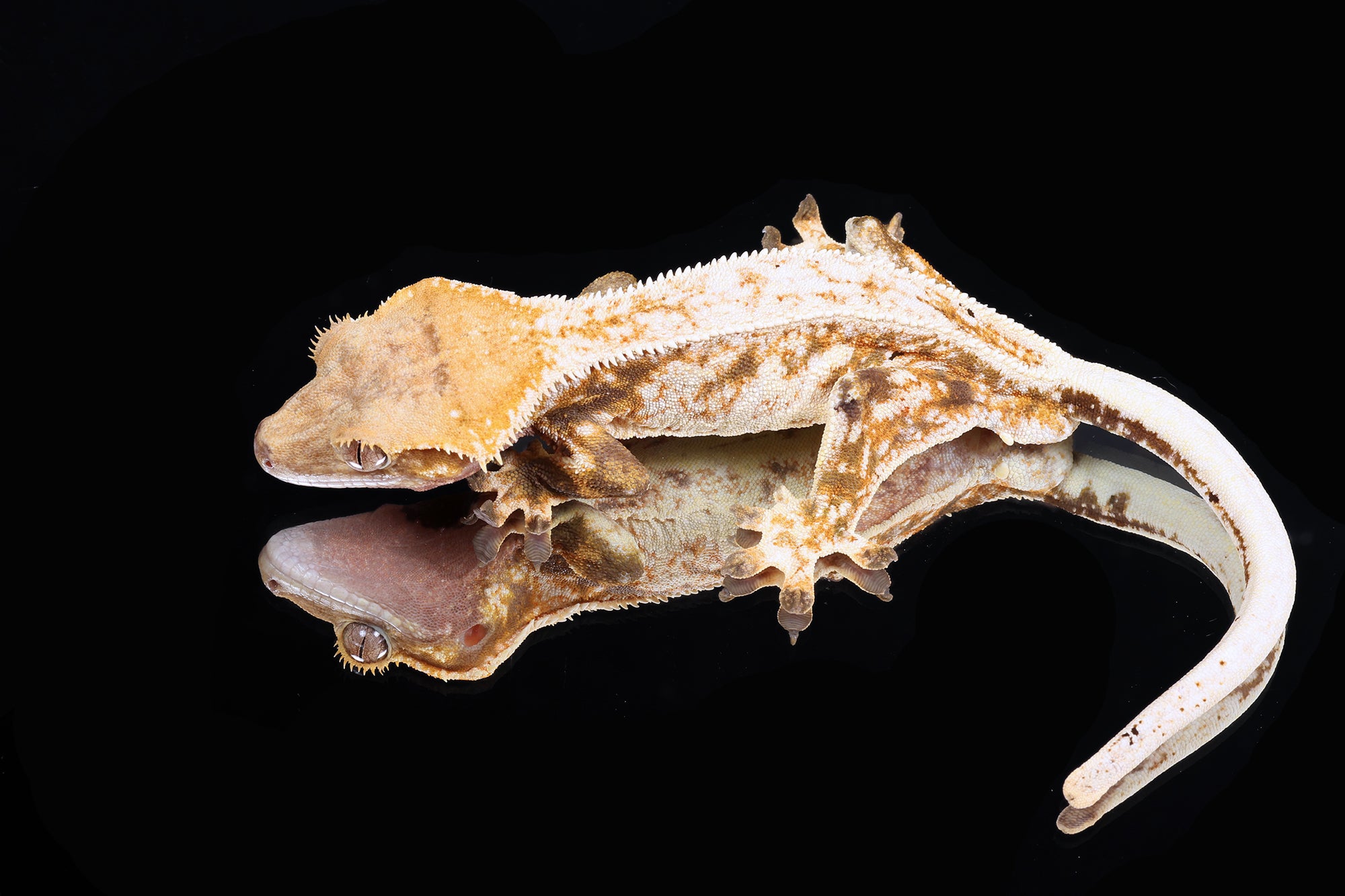 Crested Gecko - Male, Proven (Emily Burke's "Sparkleberry" Old Bay x Mavis)