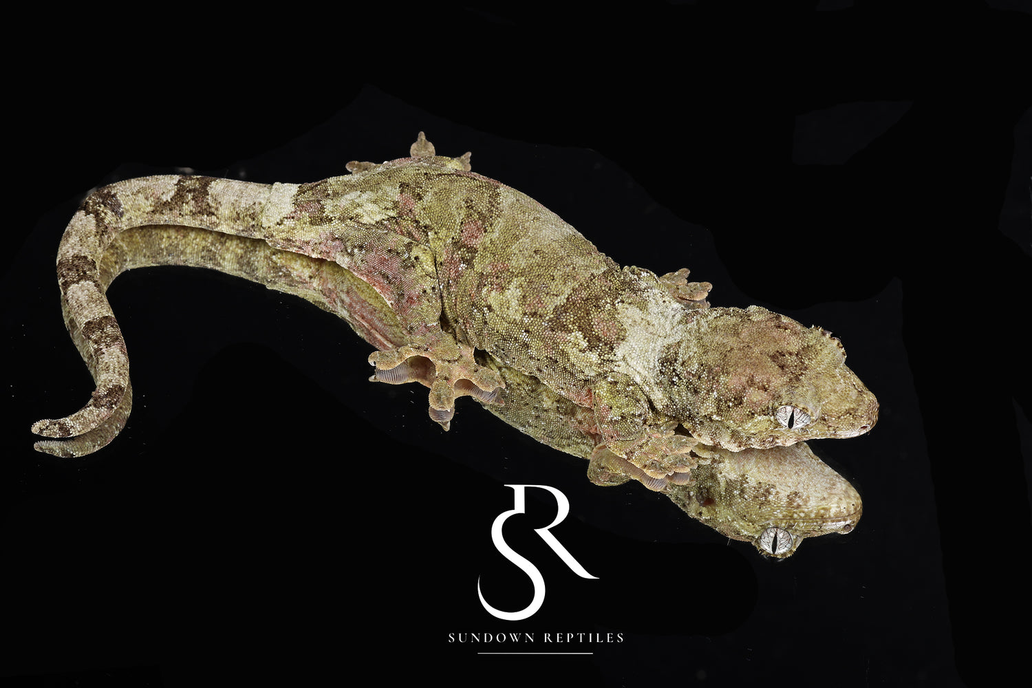 Nebula - Sundown Reptiles