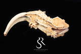 Crested Gecko- Tricolor Subadult female -  (Julix x Gravy) CC15