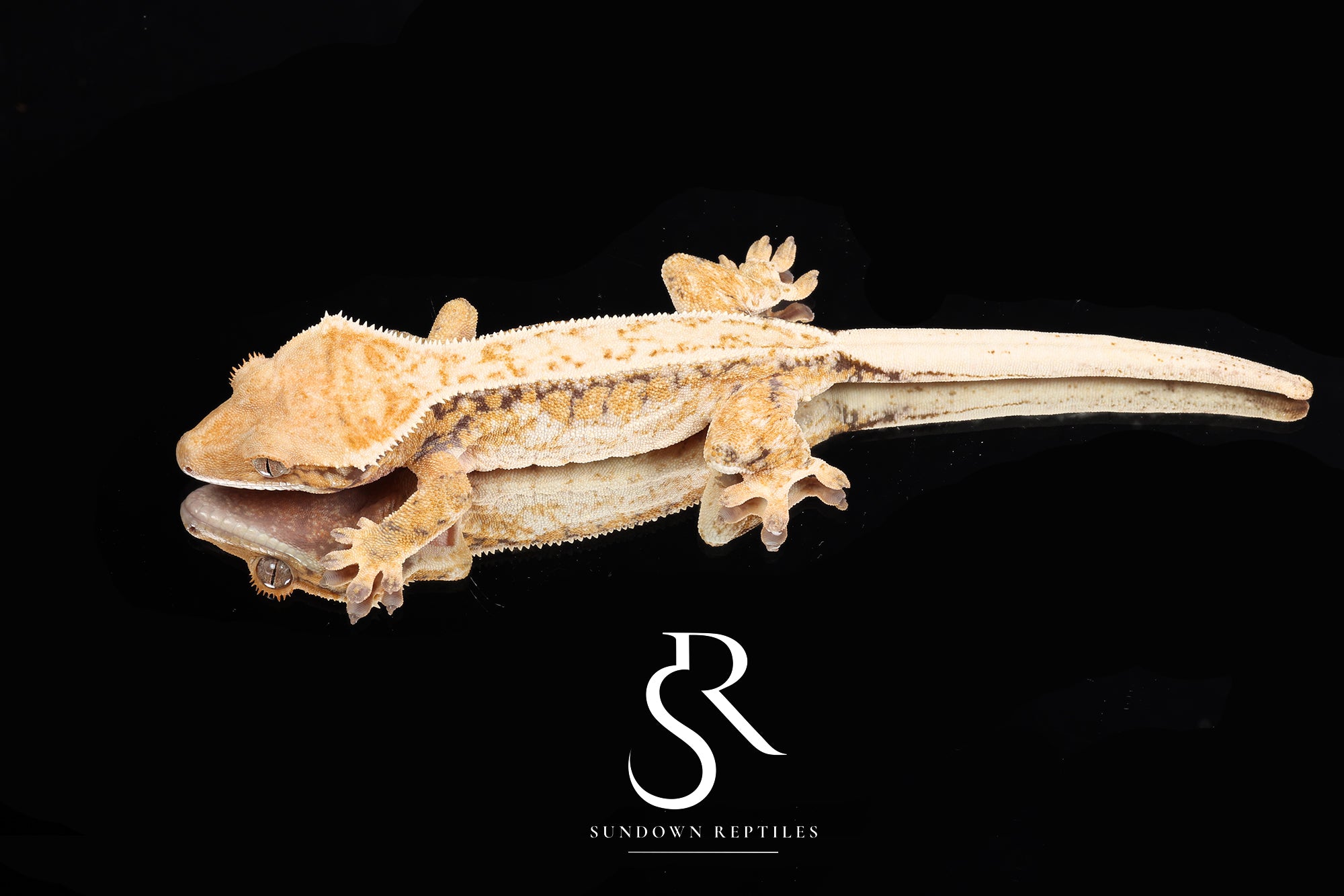 Crested Gecko- Tricolor Subadult female -  (Julix x Gravy) CC15