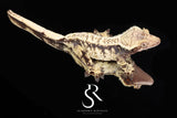 Crested Gecko - Proven Female *Julix* (Felix x Julia)