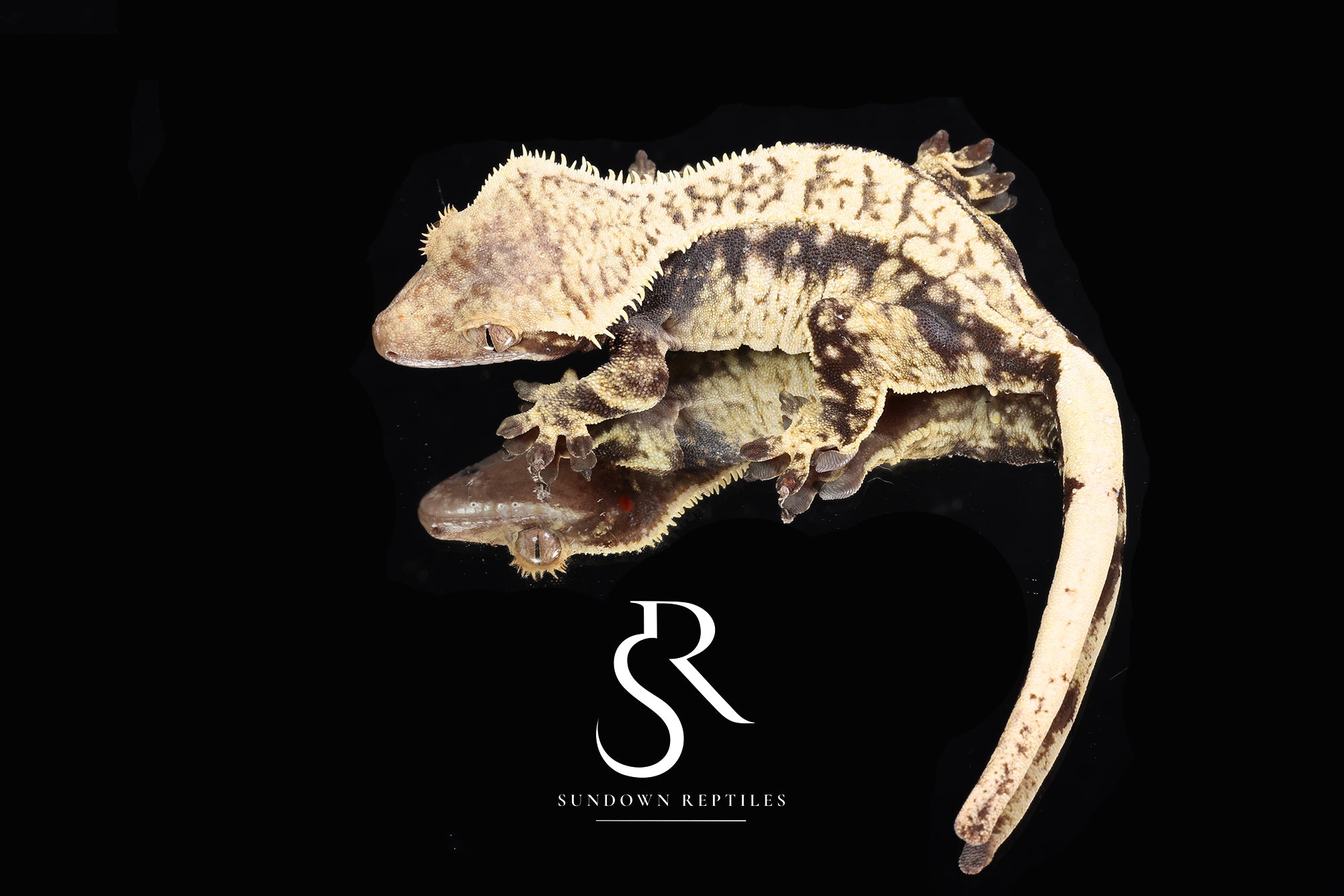 Crested Gecko - Proven Female *Julix* (Felix x Julia)