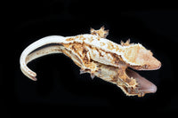 Crested Gecko- Female (Emily Burke's Otter x Sparkleberry) CC2025-37 - Sundown Reptiles
