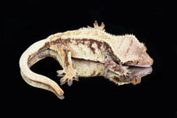 Crested Gecko- Female (Emily Burke's Midsommar x Mucha) CC2025-38 - Sundown Reptiles