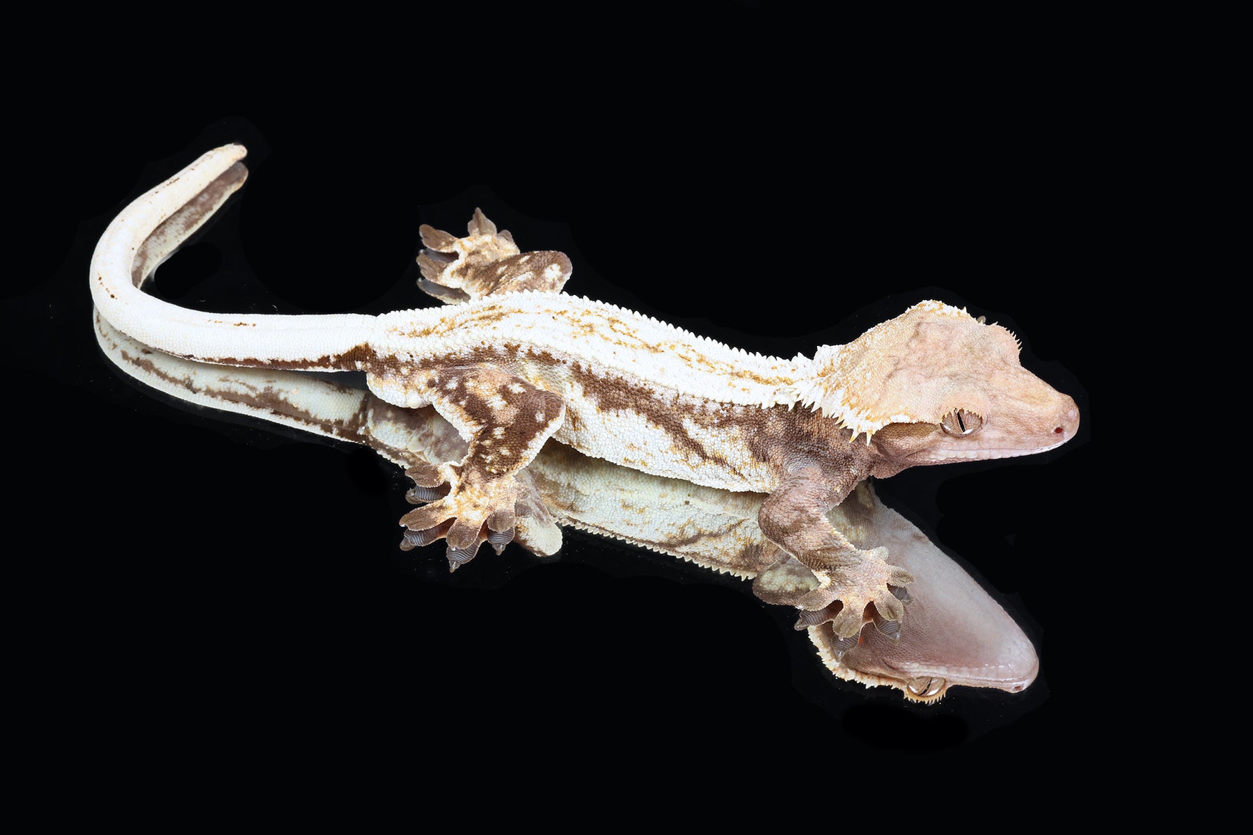 Crested Gecko- Female (Emily Burke's Midsommar x Mucha) CC2025-38 - Sundown Reptiles