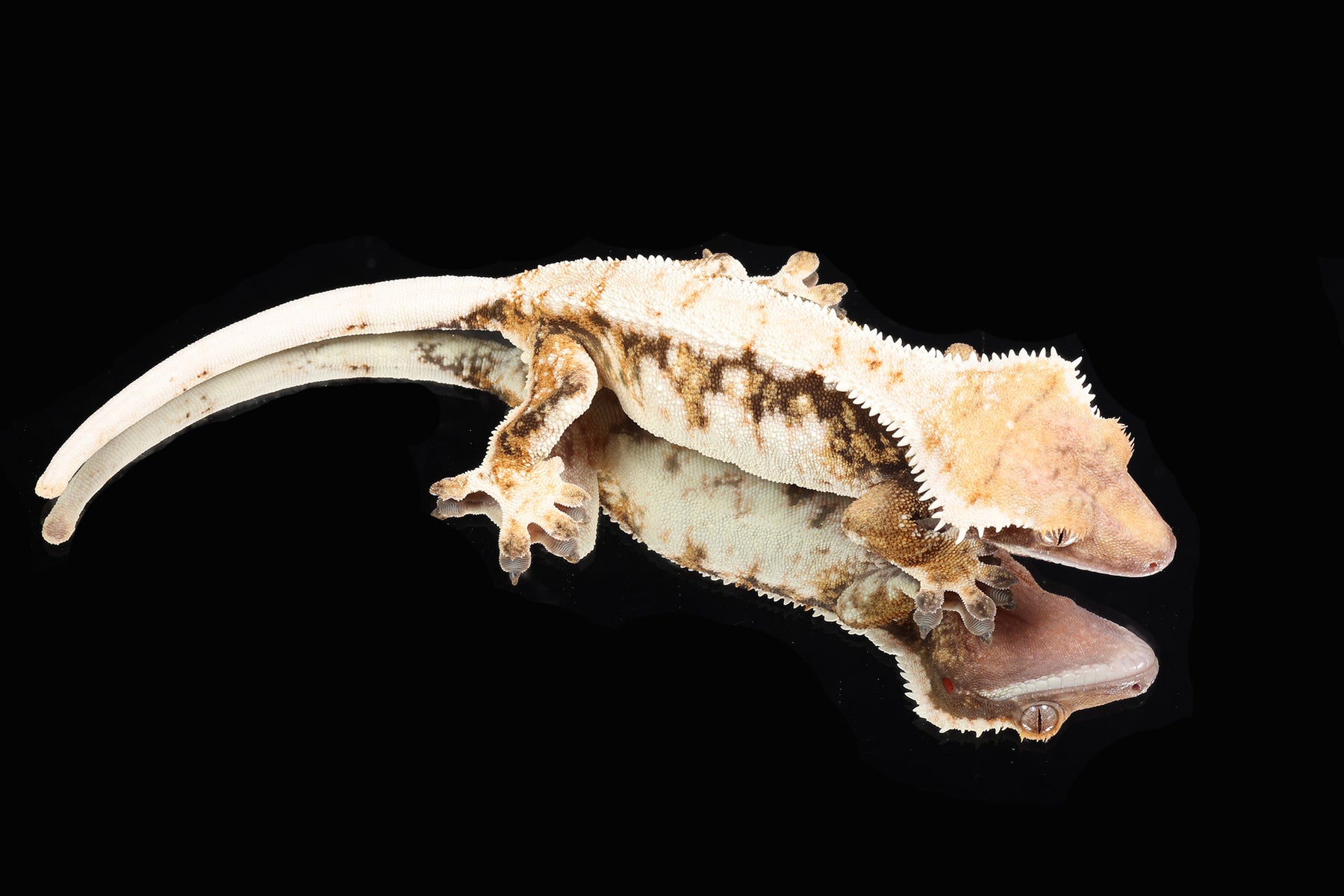 Crested Gecko- *Emily Burke* Male (Jobu Tupaki x Brew Dog) CC2025-27 - Sundown Reptiles