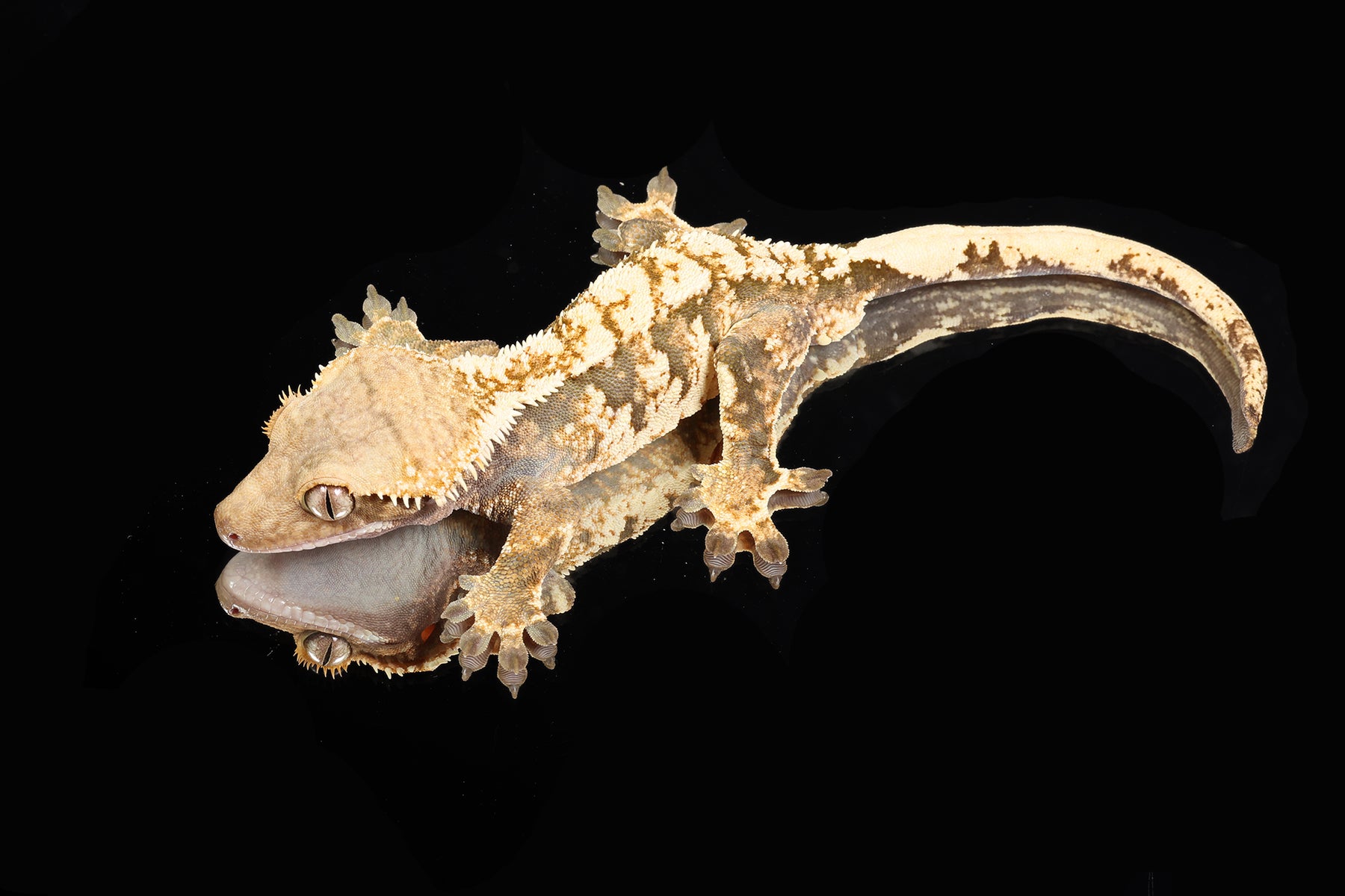 Crested Gecko- *Emily Burke* Male (Jobu Tupaki x Brew Dog) CC2025-27 - Sundown Reptiles