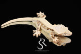 Crested Gecko - Male High Expression Lilly White CC55