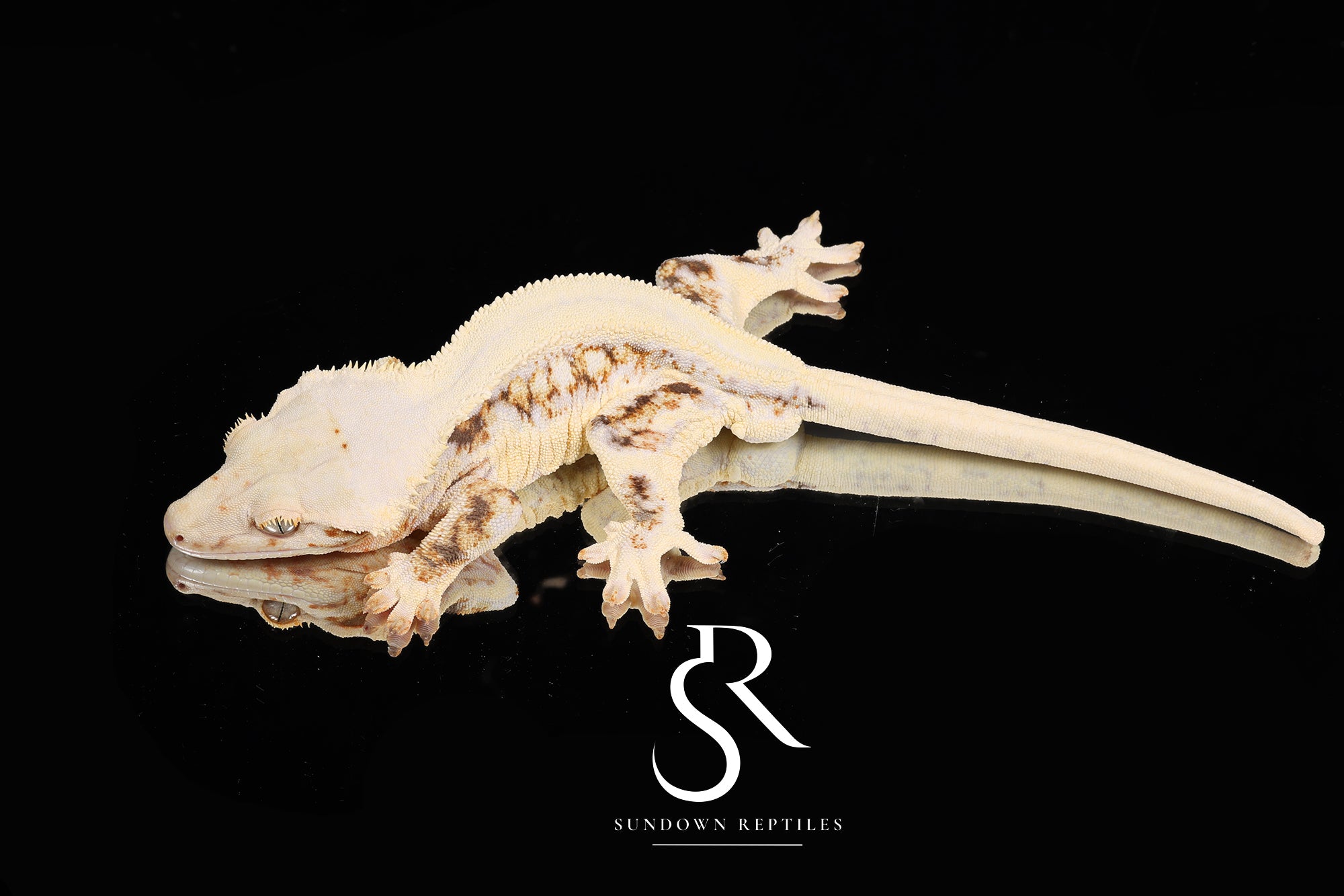 Crested Gecko - Male High Expression Lilly White CC55