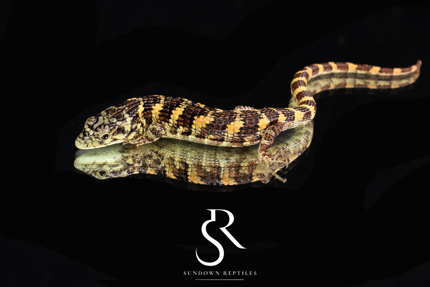 Unsexed Bromeliad Alligator Lizard (Abronia taeniata) #1 - Sundown Reptiles